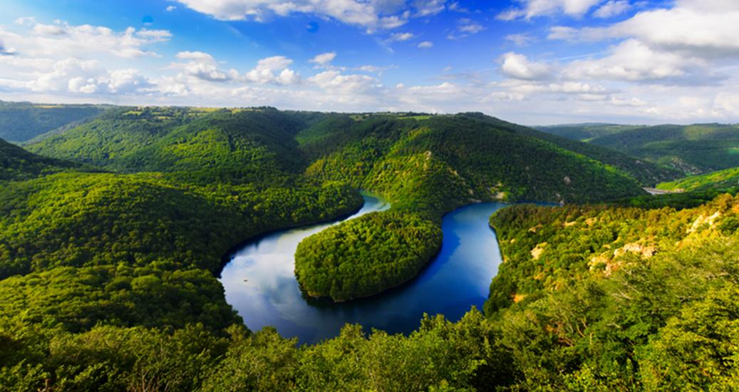 Paysage de foret