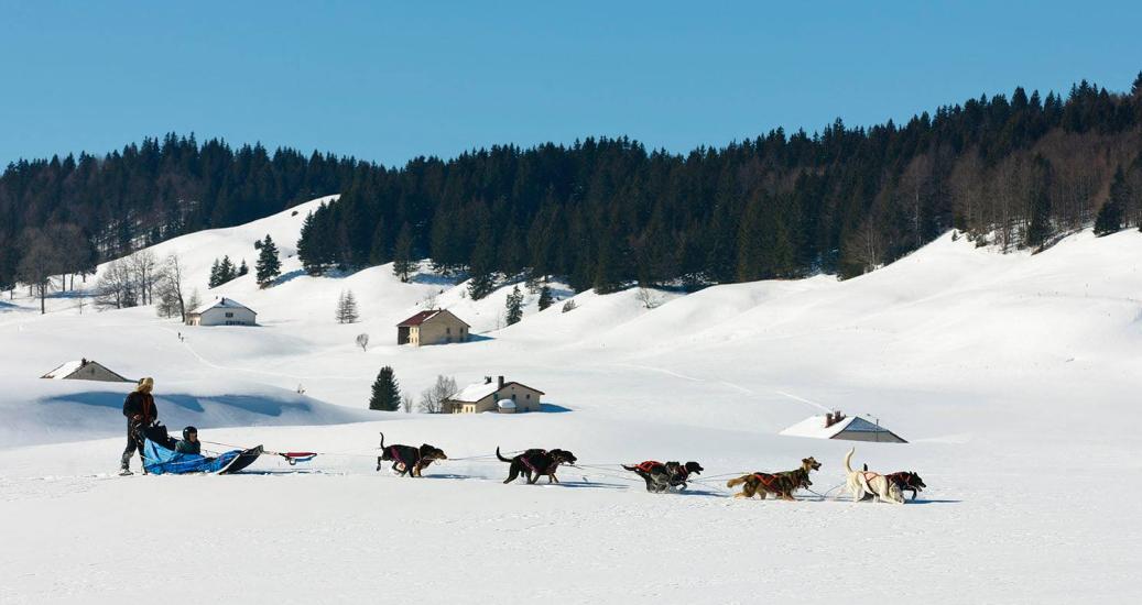 Chiens de traineaux