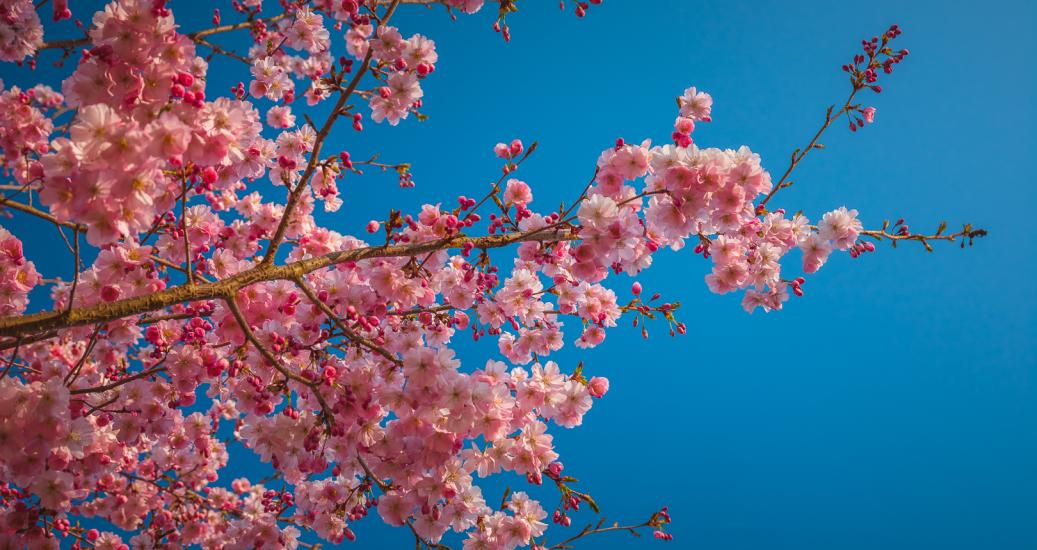 Des fleurs de cerisiers sur fond de ciel bleu