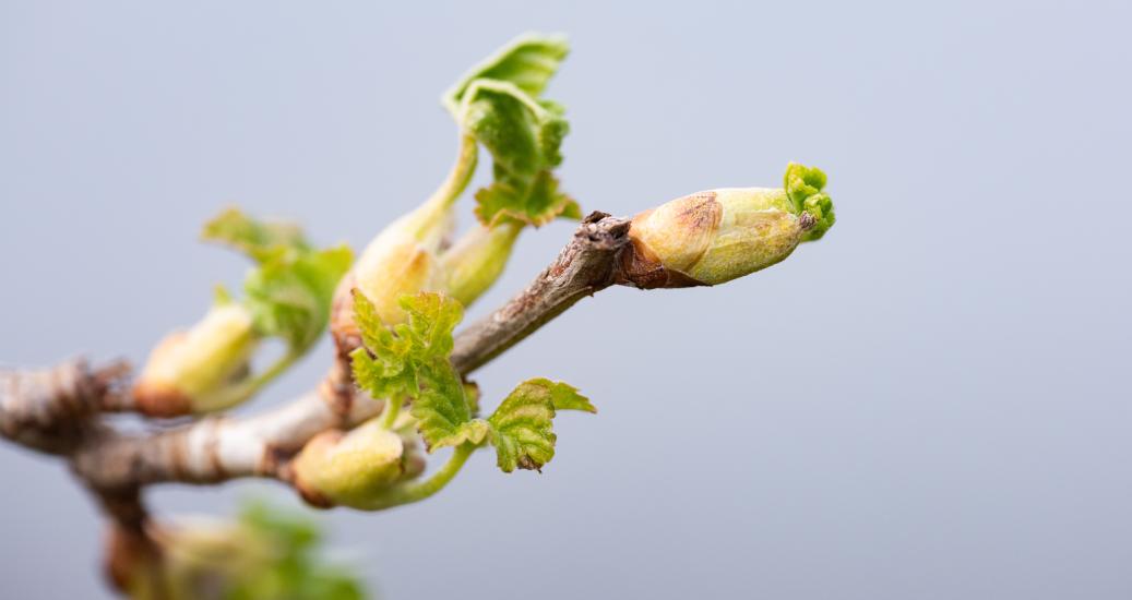 Bourgeons de cassis