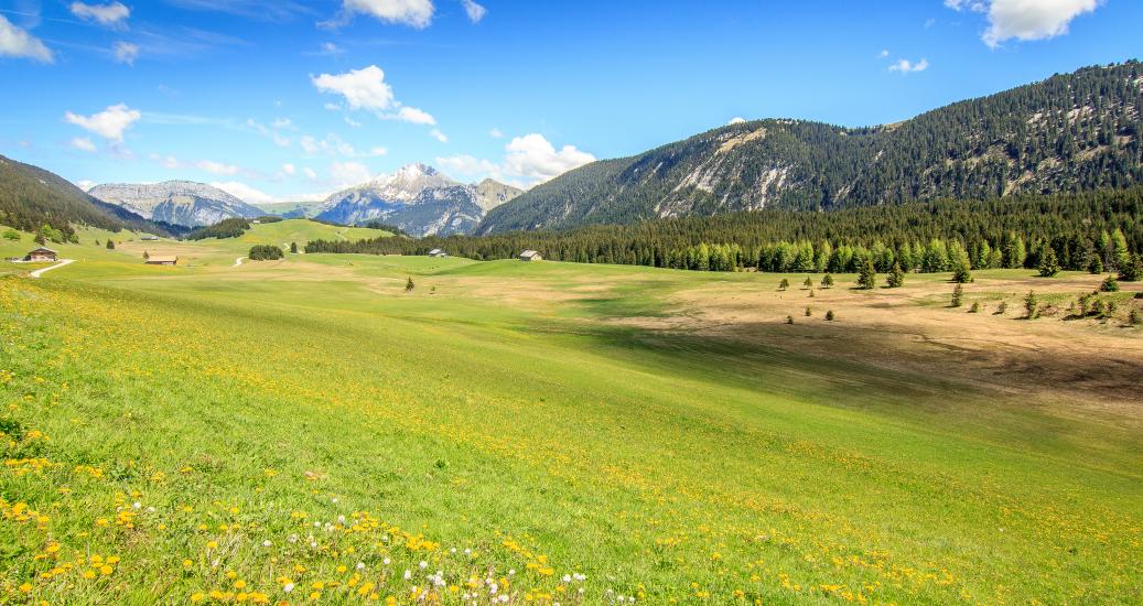 Vue ensoleillée sur l'alpage des Glières