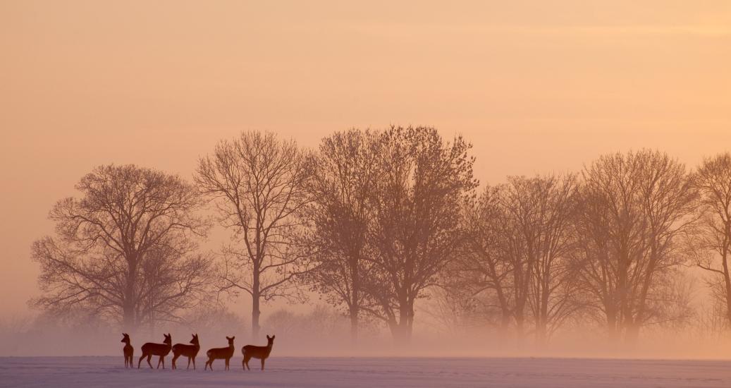 Chevreuil dans la brume au lever du jour