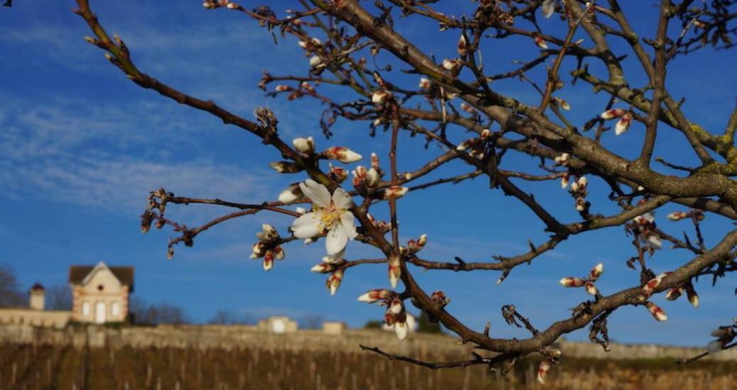 Vignes en hiver et amandiers en fleurs