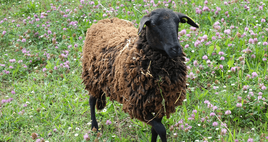 Un mouton au bord de l'autoroute