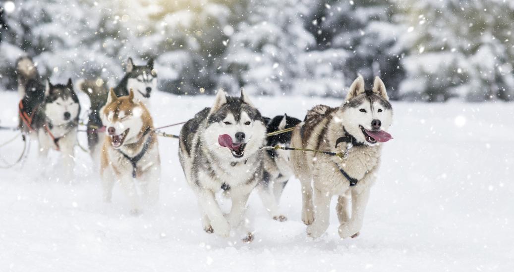 Chiens de traineaux