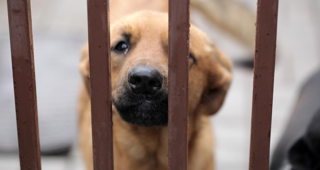 Chien abandonné