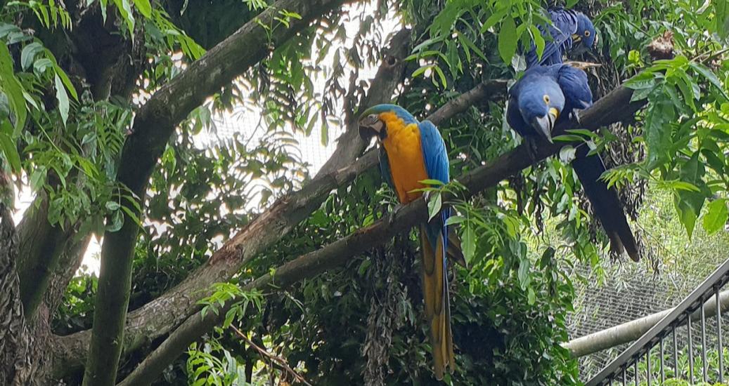 Le parc des oiseaux de Villars les Dombes