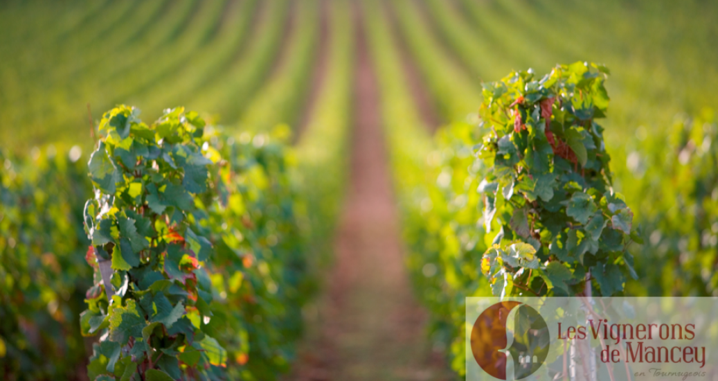 Vignerons de Mancey