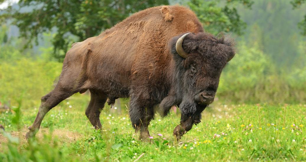 Un bison