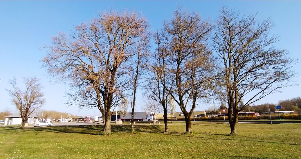 Arbre sur aire de l'Isle d'Abeau sur A43