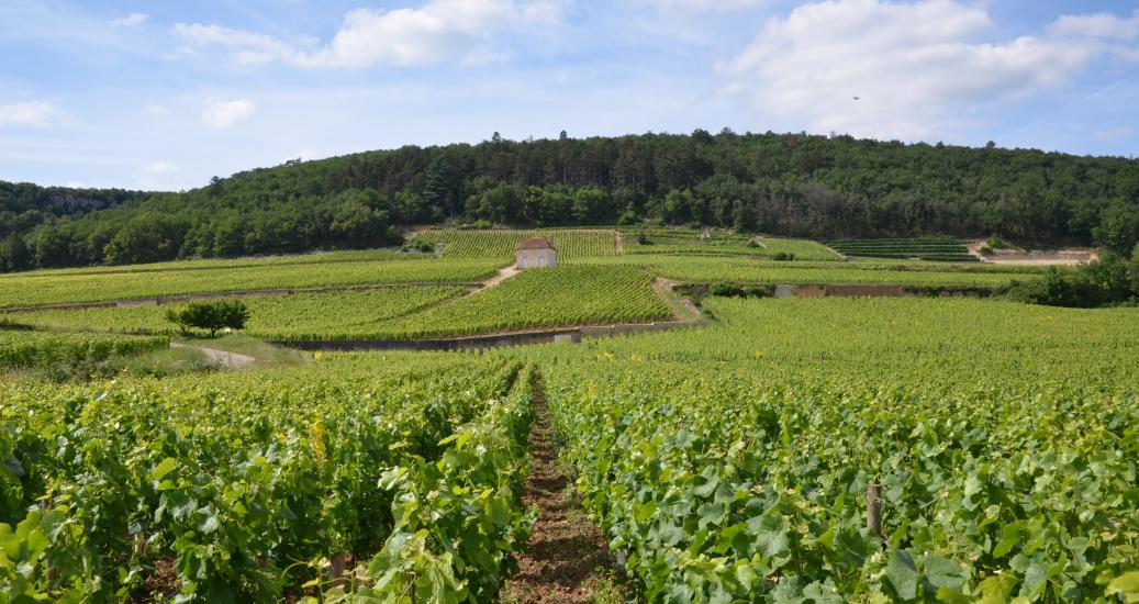 VIGNE ET CABANE DE VIGNERON GEVREY- CHAMBERTIN 