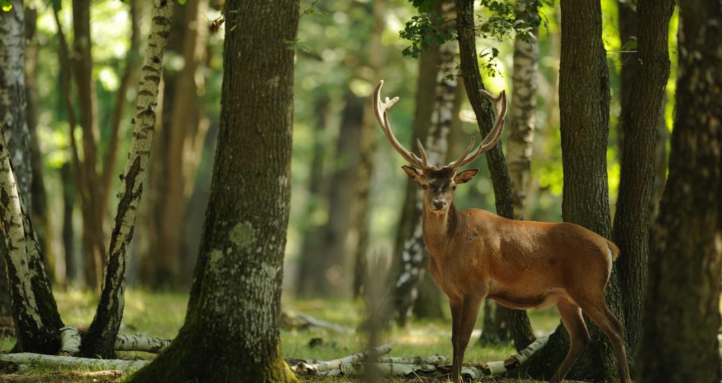 Animal en forêt