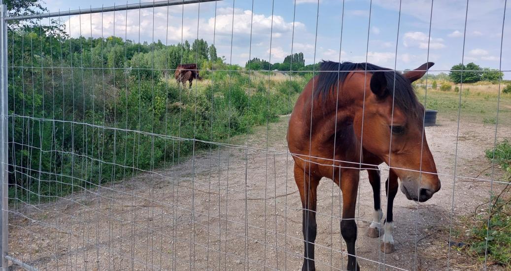 Chevaux à proximités de l'Autoroute A31