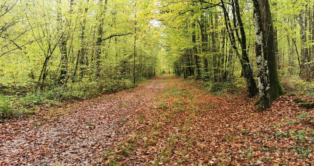 Un sentier de la forêt d'Orient