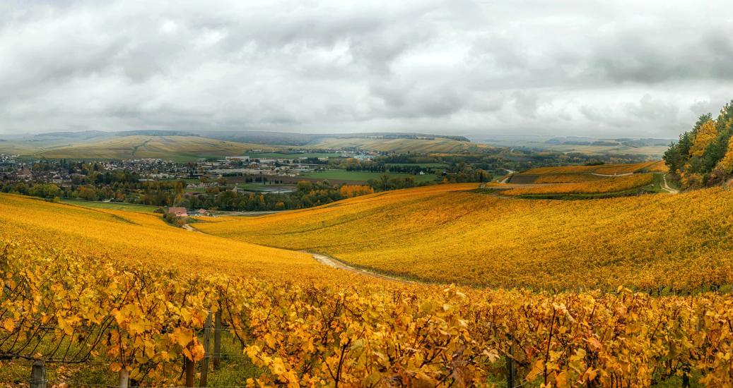 Chablis et son vignoble