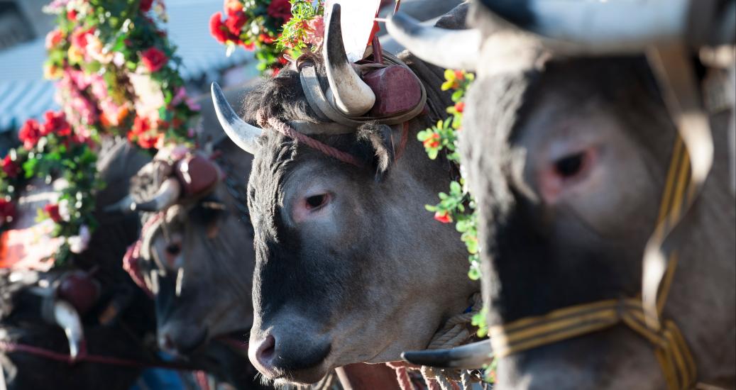 Bœufs Gras de Bazas pendant le défilé traditionnel