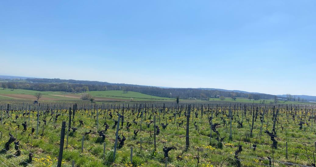Panorama sur l'AOC Viré-Clessé depuis le hameau de Quintaine
