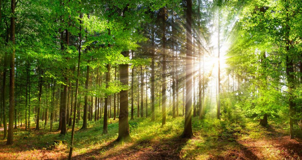 PARC NATUREL DES FORETS