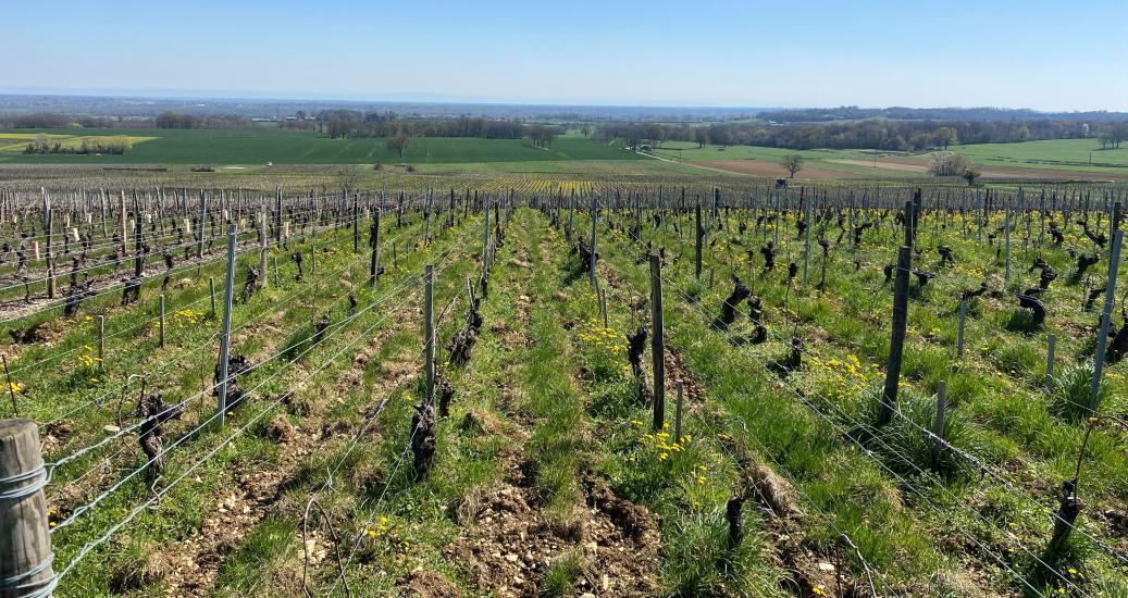 Vignoble de Viré-Clessé