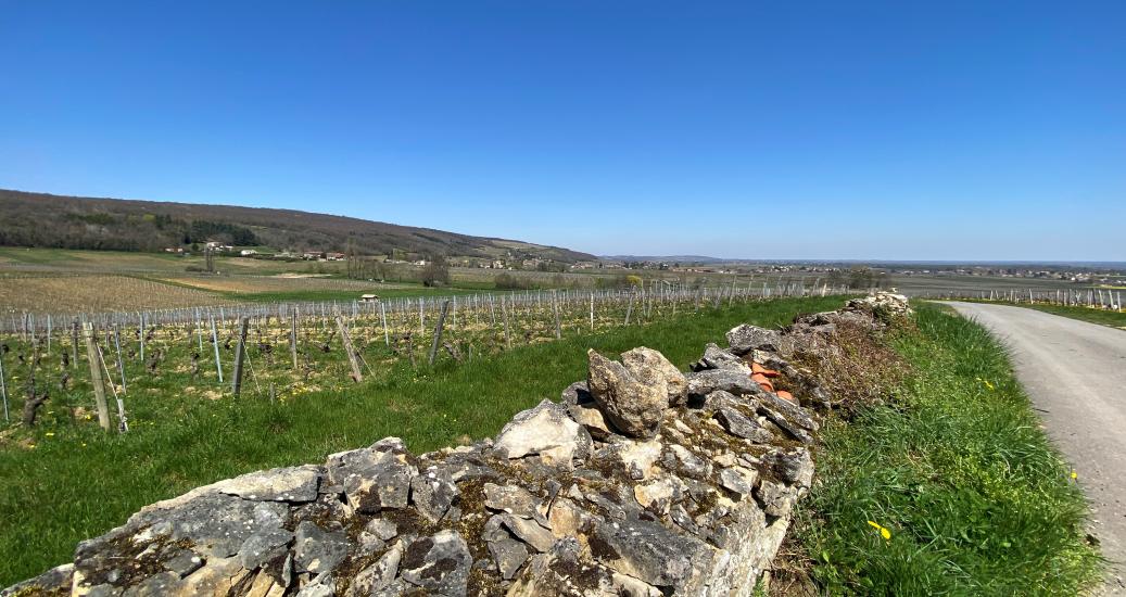Vignes et patrimoine bâti de Viré-Clessé