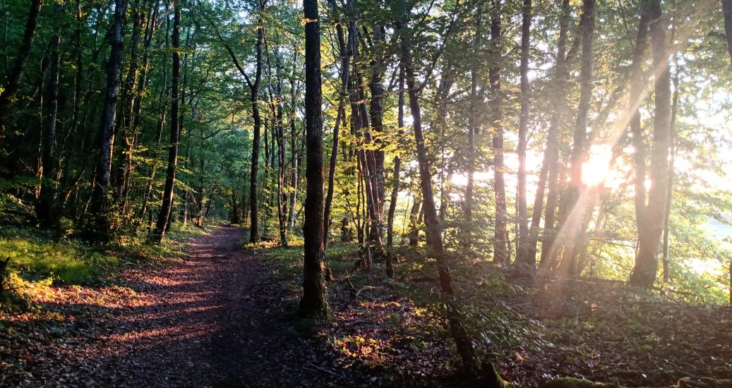 Parc national de forêts