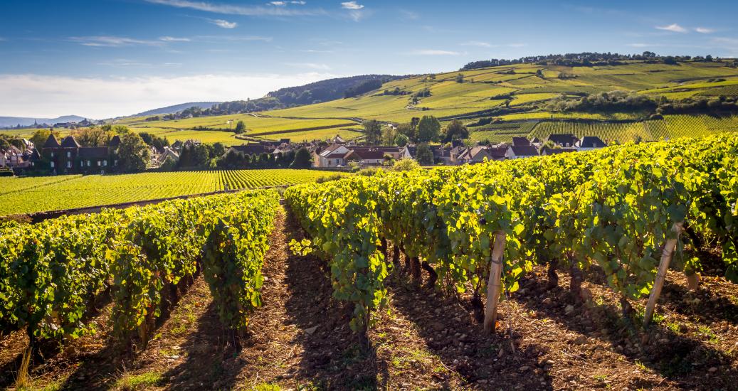  Un Climat désigne une parcelle de vignes. © Eléonore H / Adobe Stock