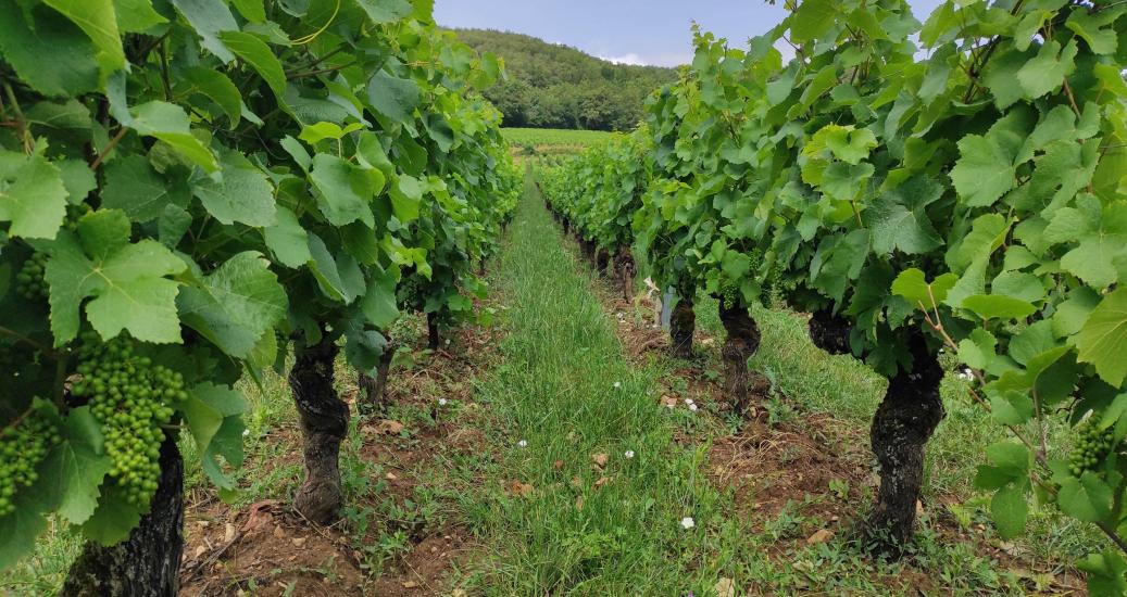 vigne de Mancey