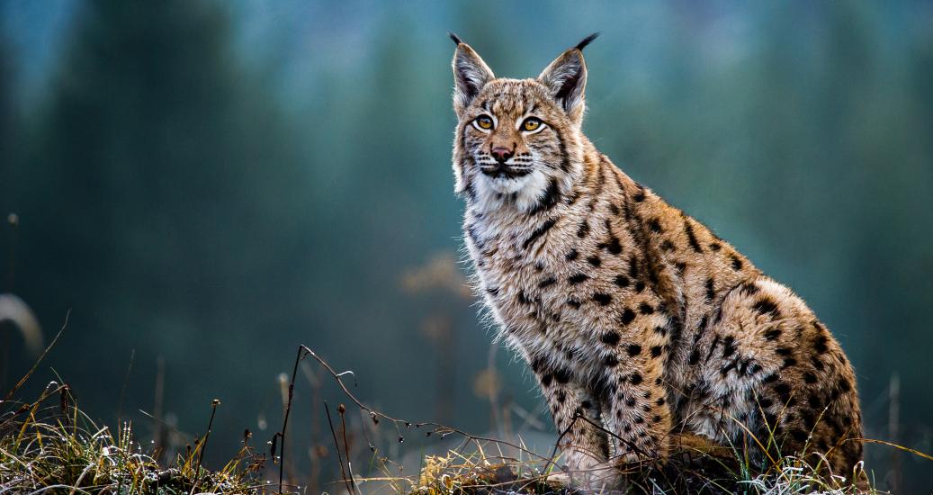 Lynx