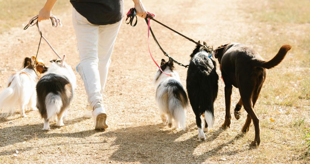 la pause des chiens