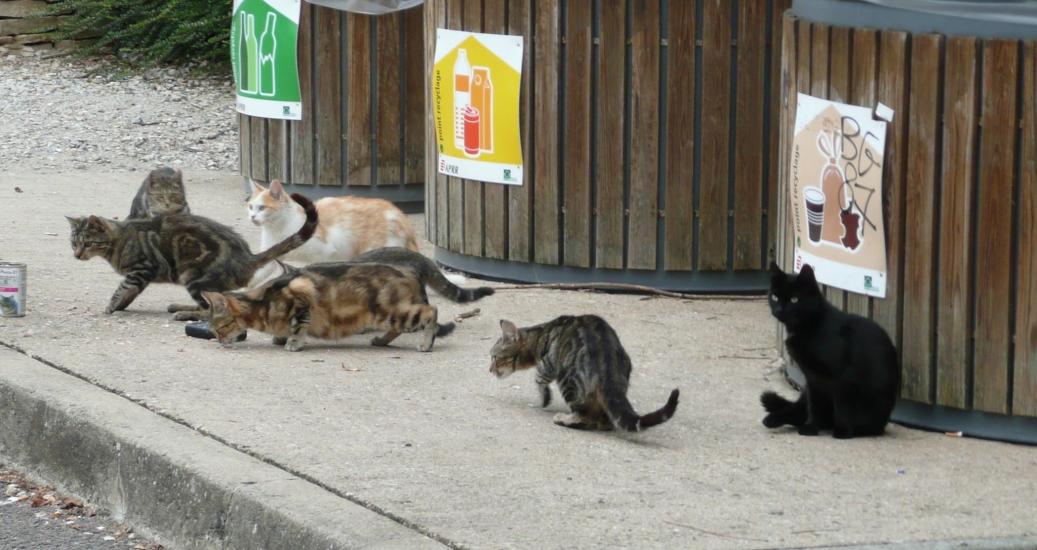 Les chats errants de l'aire de Beaune