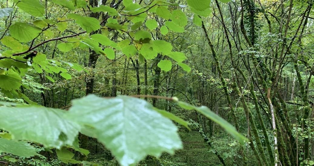 Le Parc national de forêts