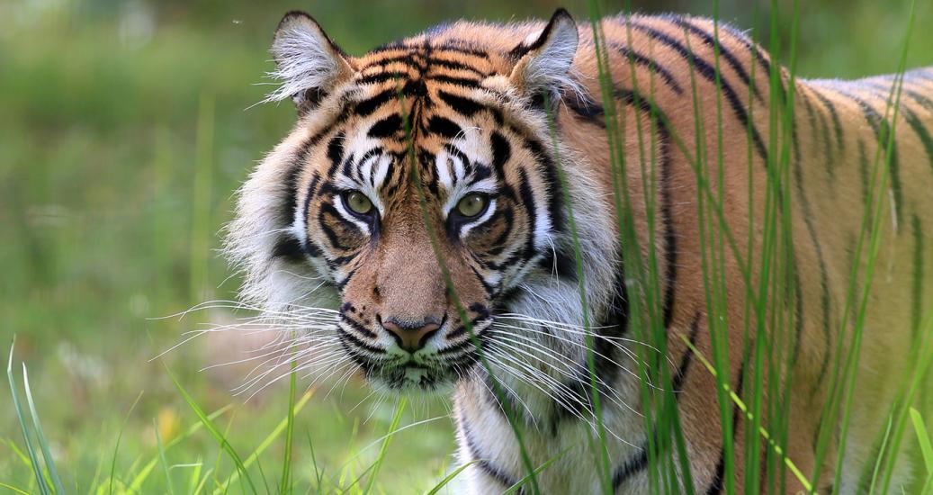 ©Laurent LEBOBE-Lumigny Safari Reserve dumai tigresse sumatra