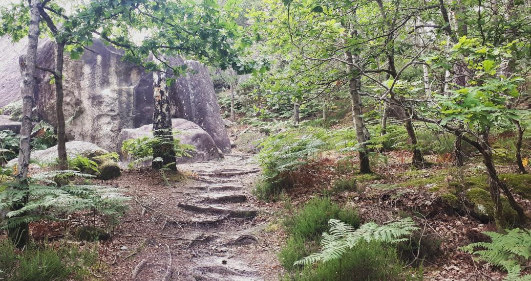 forêt23- juillet 2021 - Mathilde Fontainebleau tourisme.jpg