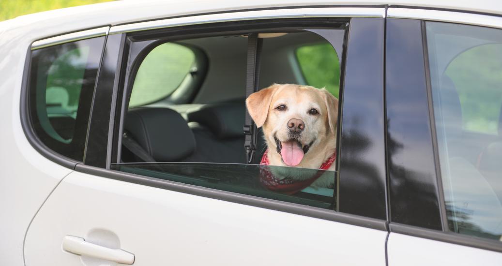 chien dans voiture