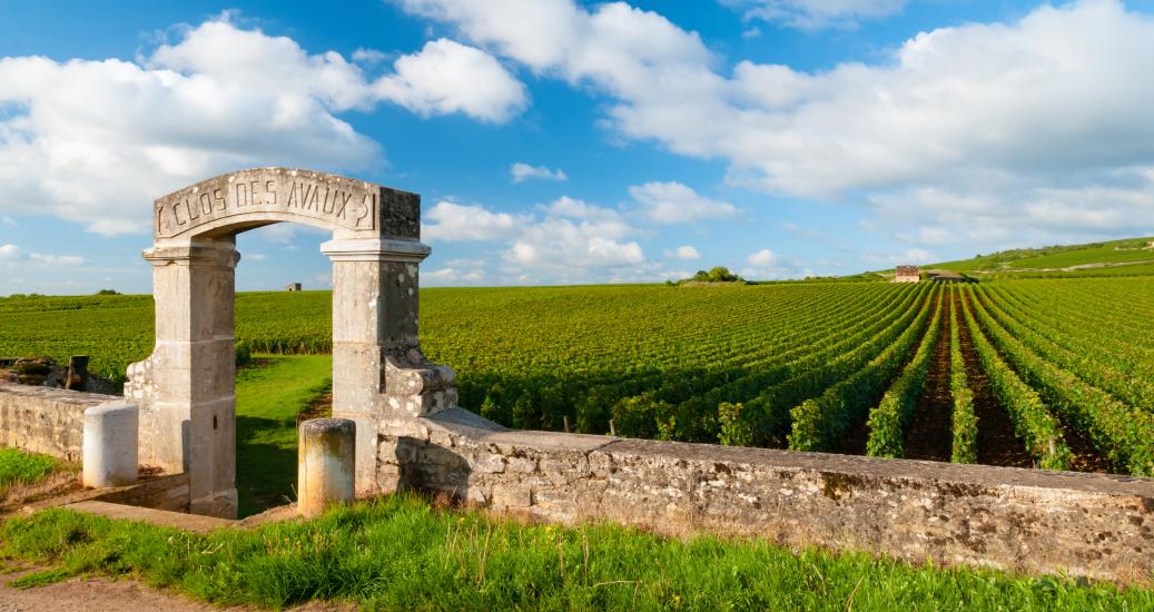 vignoble Bourgogne