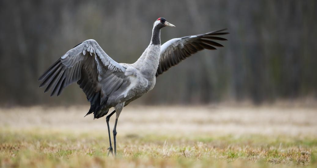 Grue oiseau envol