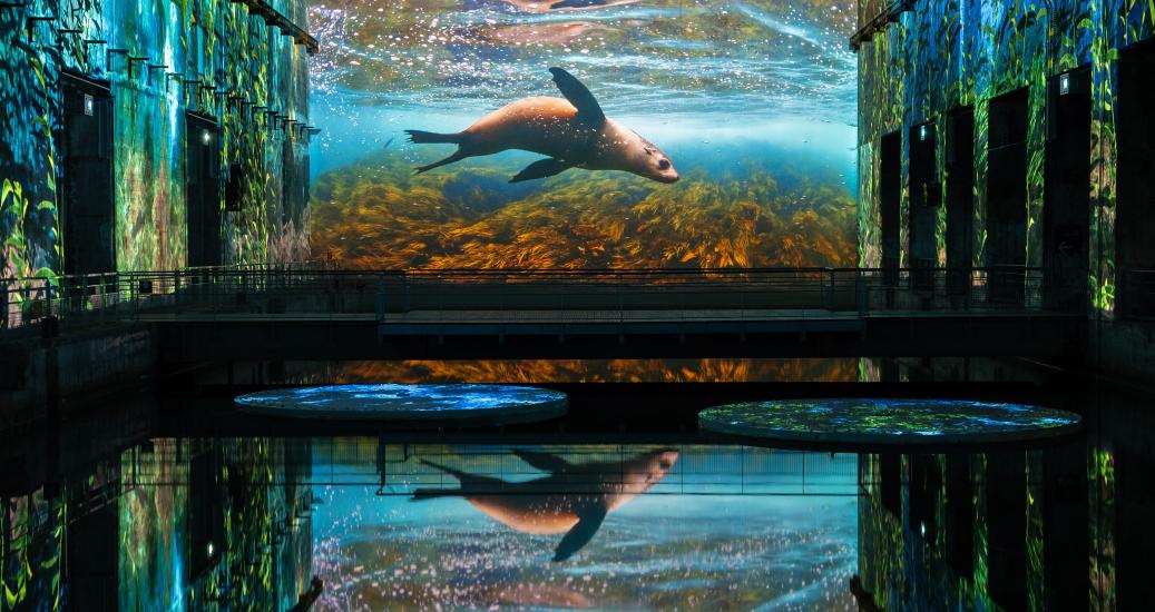 Océan : immersion dans le monde sous-marin