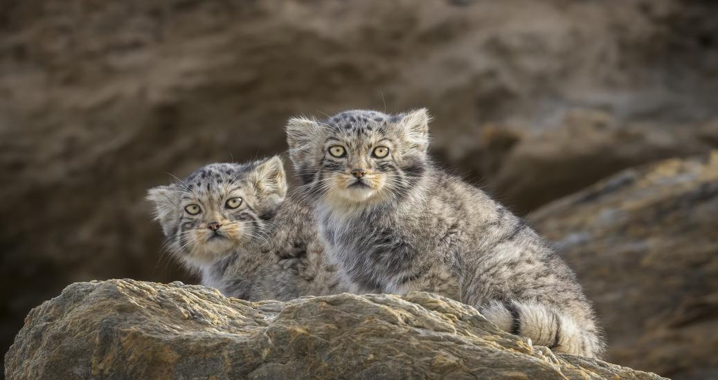 Photo animalière 2 chatons