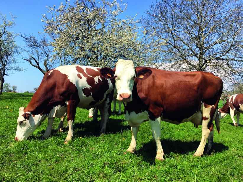 La vache Montbéliarde