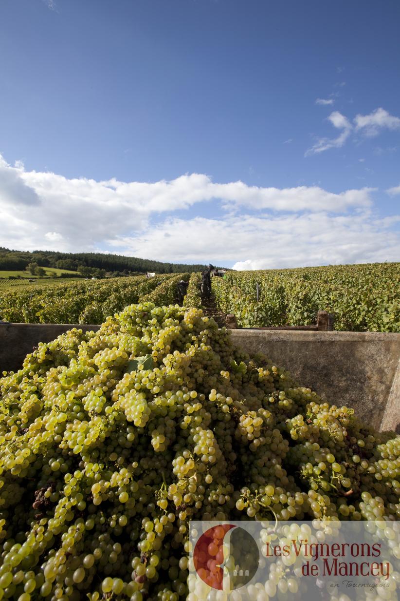 Vignerons De Mancey
