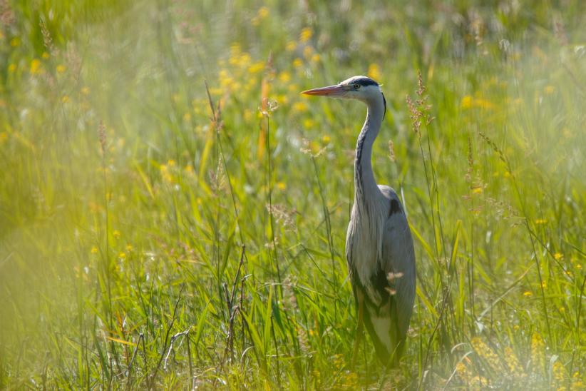 Oiseau près d'un étang dans la Dombes