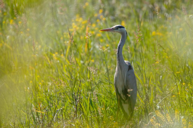 Oiseau près d'un étang dans la Dombes