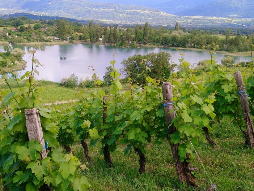 Les vignobles de Savoie