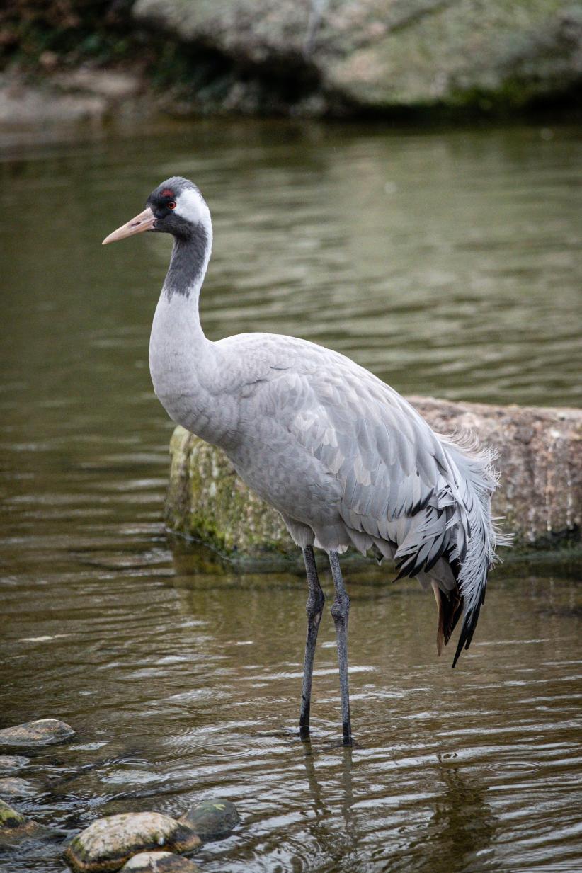 Grue cendré