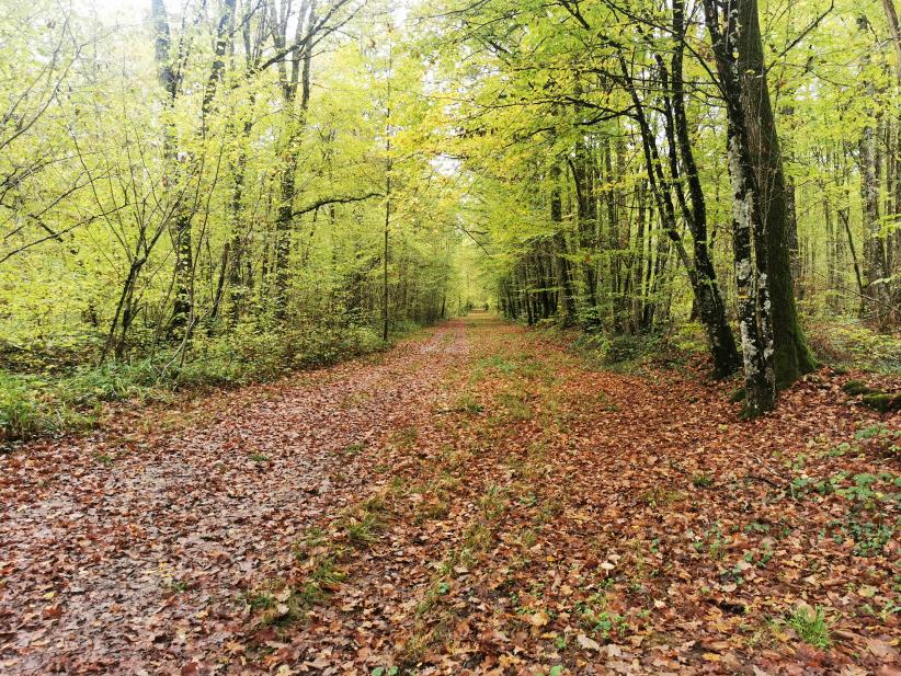 Un sentier de la forêt d'Orient