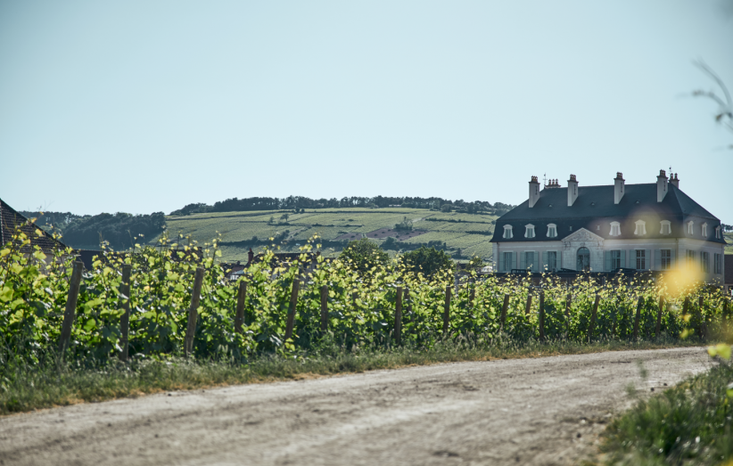 Le château de Pommard et ses vignes