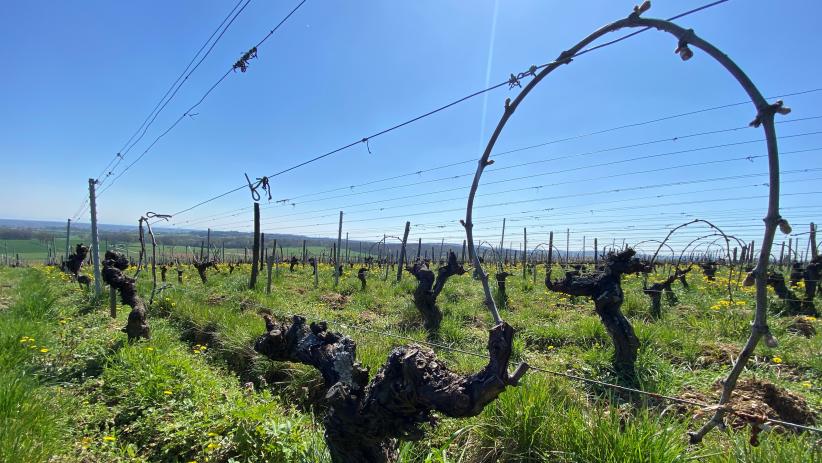 Vignes en arcure dans l'appellation Viré-Clessé