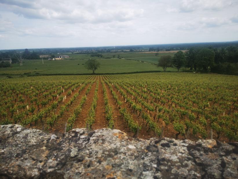 vignes de Saône-et-Loire