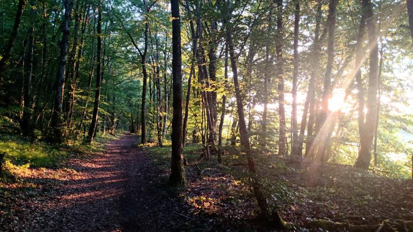 Parc national de forêts