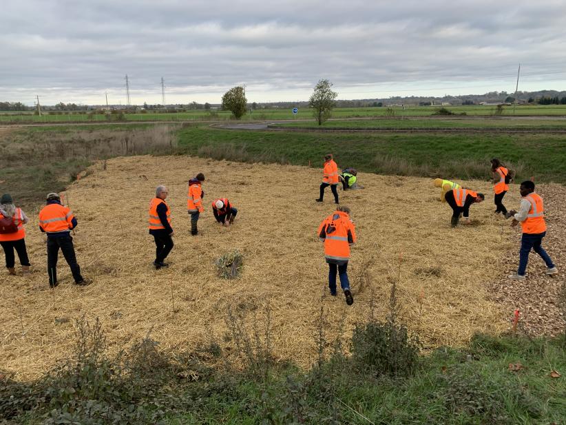 Plusieurs personnes sur une étendue de paille en train de planter des boutures